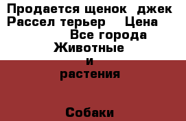 Продается щенок -джек Рассел терьер  › Цена ­ 15 000 - Все города Животные и растения » Собаки   . Карачаево-Черкесская респ.,Карачаевск г.